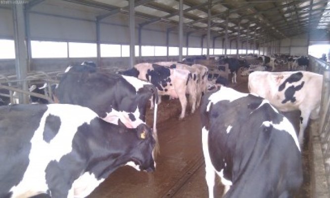 APIA vine în sprijinul crescătorilor de vaci din Constanţa